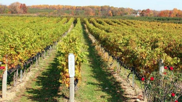 heritage-vineyard